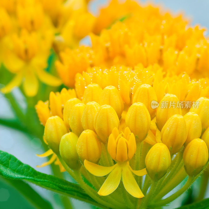 蝶草(Asclepias tuberosa) - III